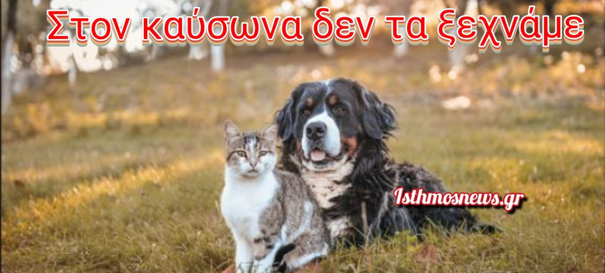 Καύσωνας: Πώς να προστατεύσετε τα ζώα συντροφιάς και εργασίας – Τι απαγορεύει ο νόμος